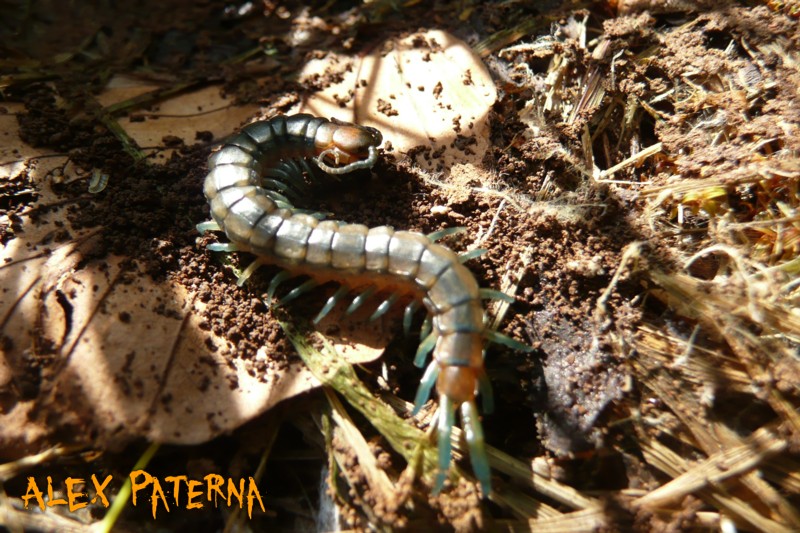  giovani di Scolopendra cingulata